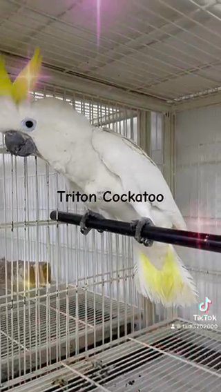 Triton Cockatoo in Dubai