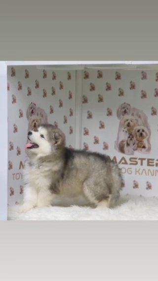 Alaskan Malamute in Dubai