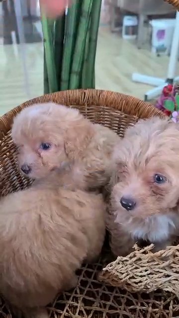 Maltipoo puppies 2 months old in Abu Dhabi