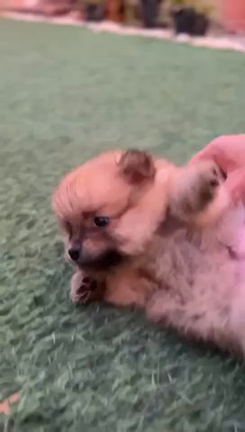 Pomeranian Puppies in Dubai