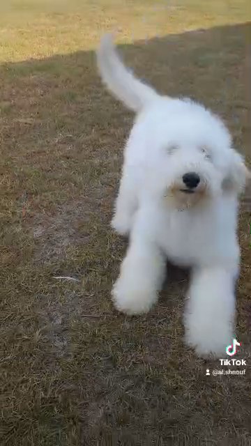 Poodle Girl 🤍 in Umm Al Quwain