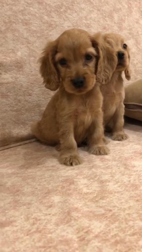 cocker spaniel puppies كوكر in Sharjah