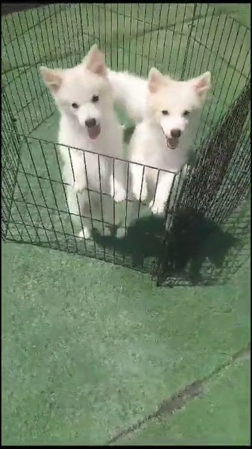 japanese spits جابنيز سبيتس puppies in Sharjah