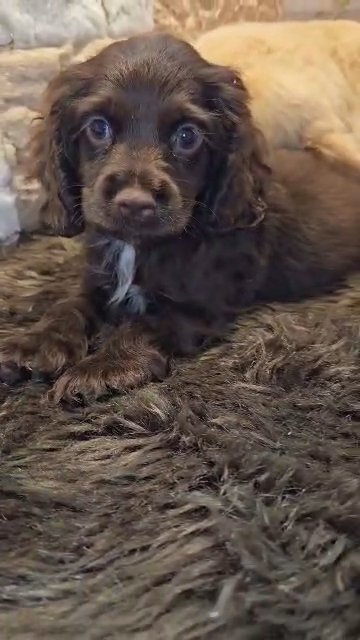 Cocker Spaniel in Dubai