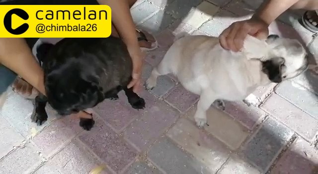 Shipoo available🐕 in Dubai
