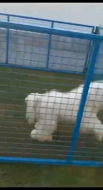 FANTASTIC 😎 GAINT STANDARD POODLE with pedegree in Dubai