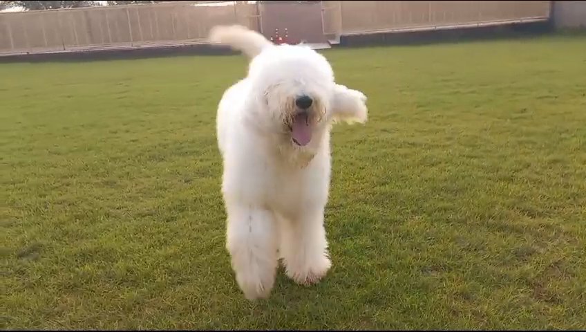 FANTASTIC 🥰GAINT STANDARD POODLE in Dubai