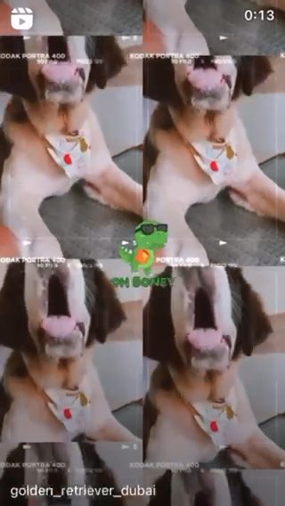 Saint Bernard With Pediagrry in RAK City