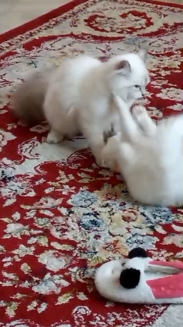 Get urself a floof today!! in Ajman