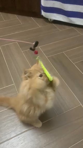 Persian x Himalayan in Dubai