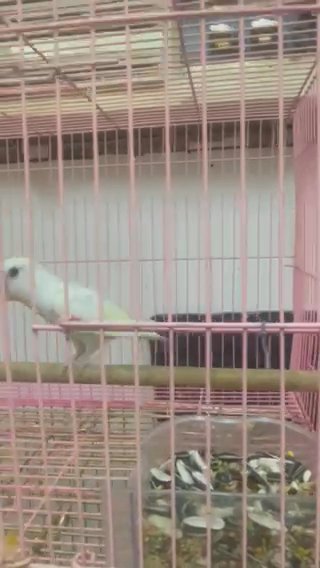 لوف بيرد اينو عيون احمر in Dubai
