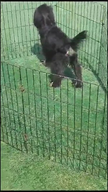 Cocker Spaniel Black & Tan in Dubai