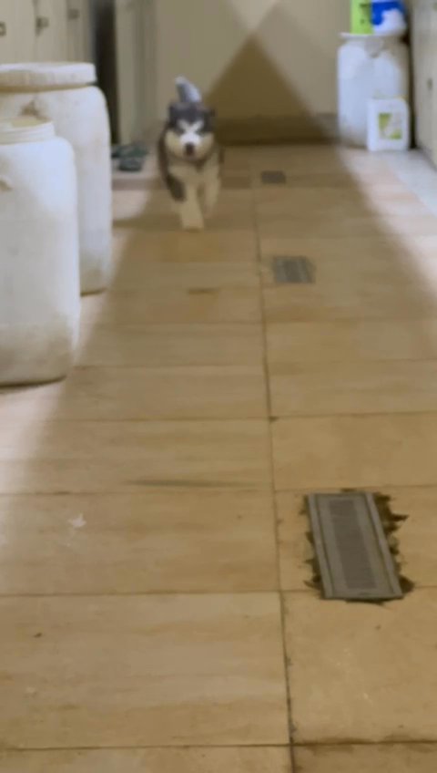 Alaskan Malamute in Abu Dhabi