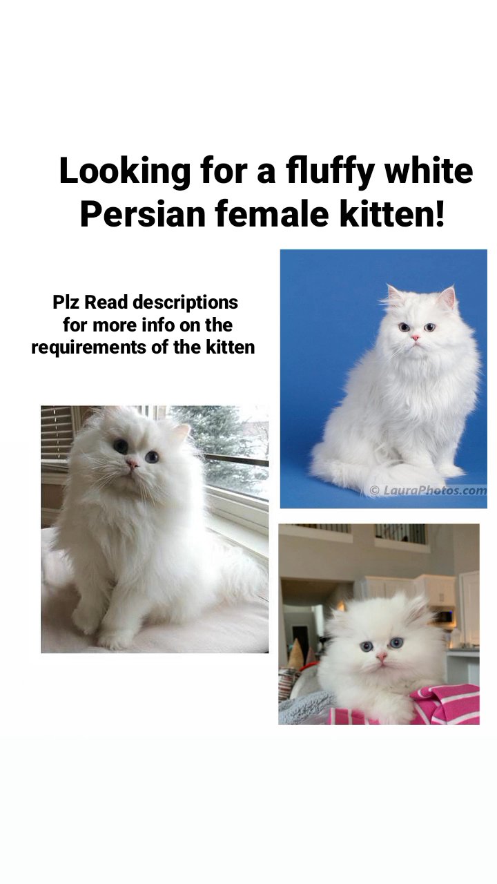 looking for Persian white female kitten! in Ajman