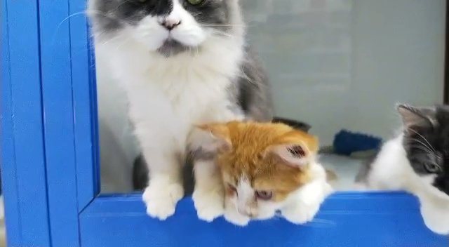 Persian kittens [Sold] in Dubai