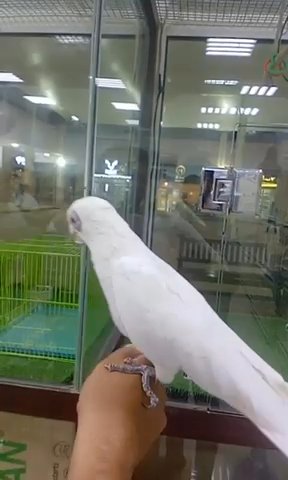 Bare Eyed Cockatoo in Dubai
