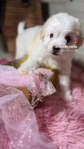 (SOLD) Blenheim F1 Cavapoo Female Puppy Available in Dubai