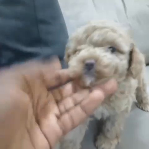 Mini Poodle in Dubai