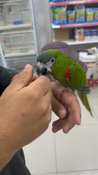 Mini Macaw in Dubai