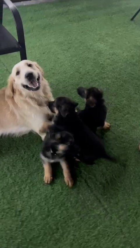 Pure German Shepherd puppies 8 weeks old in Abu Dhabi