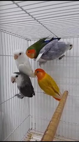 Lovebirds in Sharjah