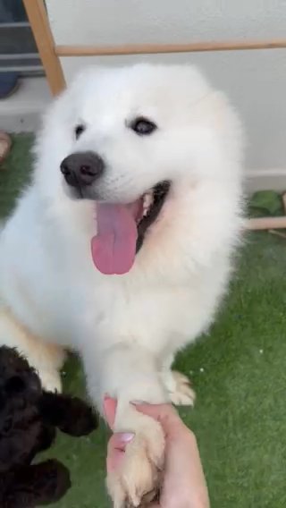 (Negotiable) Champion Bloodline Pedigree Samoyed Male in Dubai