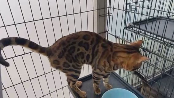 Male Bengal Cat For Mating in Sharjah