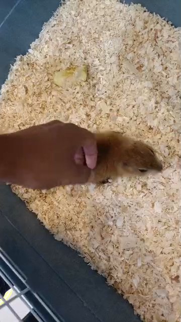 prairie dogs in Dubai
