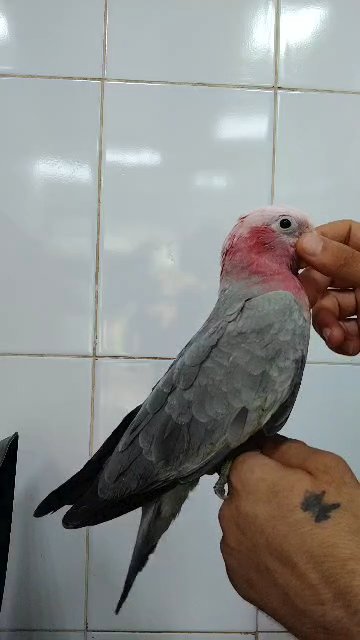 كوكاتو جالا Gala cockatoo in Ajman