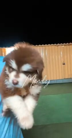 Alaskan Malamute Giant Puppies Available in Ajman