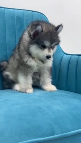 Alaskan Malamute Giant in Ajman