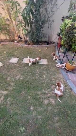 Sold Out- Cavalier King Charles - Female Puppy in Dubai