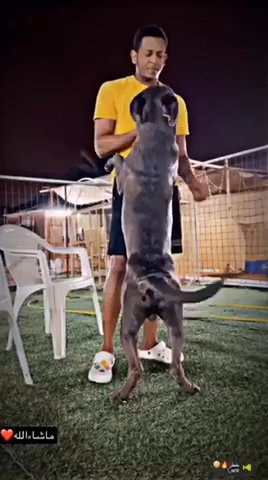 Cane Corso in Ajman