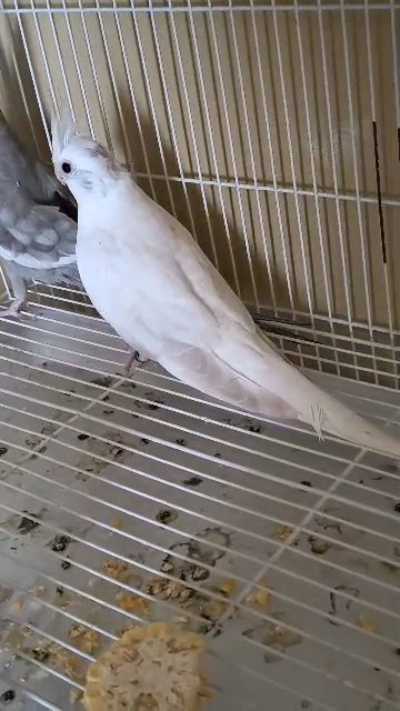 زوج كوكتيل فالو in Sharjah