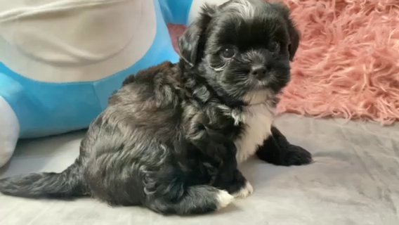 Mini Toy British Yorky in Ajman