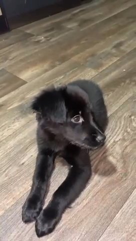 German Shepherd Black  2months in Dubai
