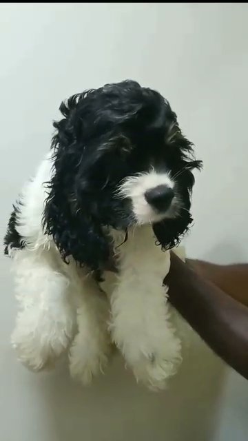 BEST 😎 AMERICAN  COCKER SPANIEL in Dubai