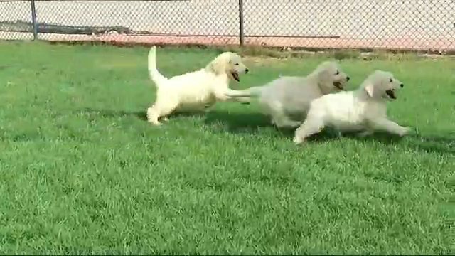 Rare GIANT Goldendoodle Puppies in Dubai