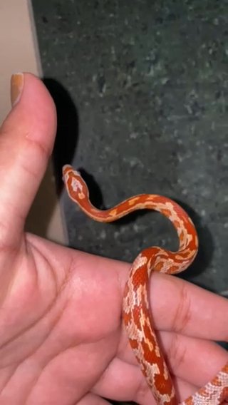 Corn Snake Baby in Dubai