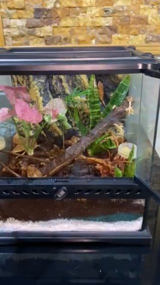 Completely Bioactive Setup For Crested Gecko And Other Reptiles- Terrarium in Dubai