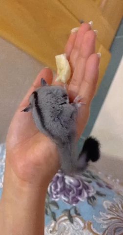 Sugar Glider Baby - Trained in Dubai