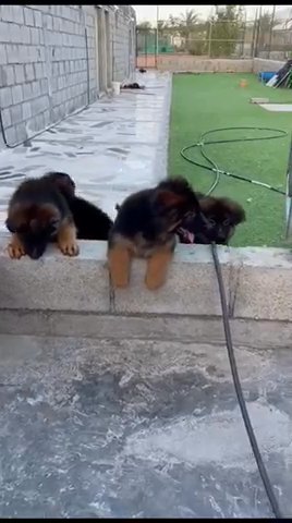 German Shapard Puppies 🐶 in Dubai