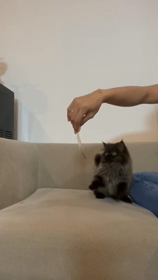 Persian x Himalayan in Dubai