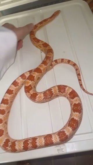 Male Corn Snake 3 Yrs Old in Dubai