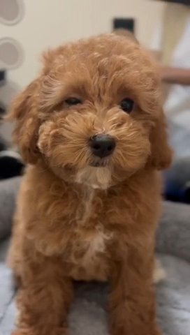Toy Poodle Female Available 🧸 in Dubai