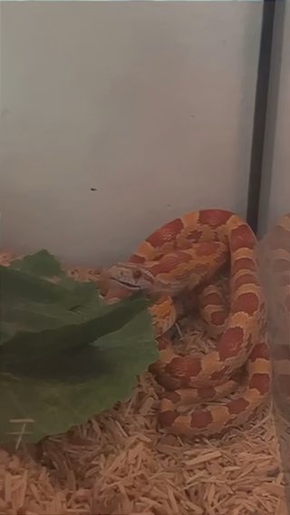 5 Month Old Corn Snake With Enclosure in Abu Dhabi