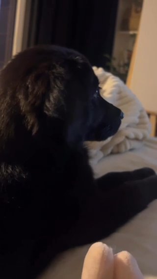 German Black Jack Female in Dubai