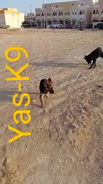 Working line German shepherd puppies in Abu Dhabi