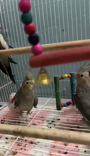 5 Cockatiel Birds With Cage in Al Ain