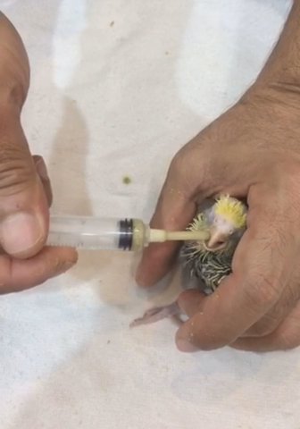 Baby Cocktail For Sale In Alain in Al Ain